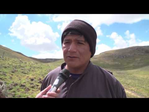 Cultivo de maca: guía completa para cultivar y cosechar esta poderosa raíz andina