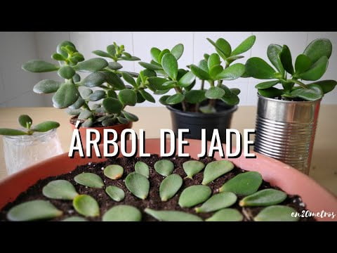 Guía completa sobre cómo cultivar jade: consejos expertos para un cultivo exitoso