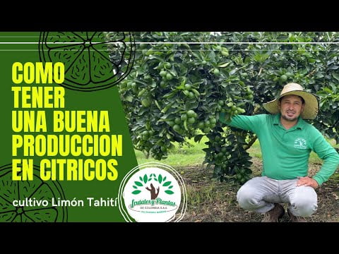 Guía completa para cultivar limón persa: consejos expertos y técnicas probadas