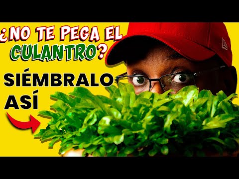 Guía completa: Cómo cultivar recao en casa de forma fácil y exitosa