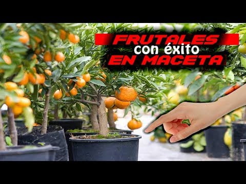 Guía completa sobre cómo cultivar bonsái frutales: consejos expertos, técnicas y cuidados