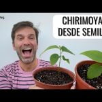 Guía completa sobre cómo cultivar chirimoya: consejos prácticos y técnicas efectivas