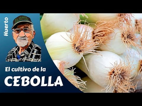 Guía completa: Cómo cultivar cebolla dulce y disfrutar de su sabor único